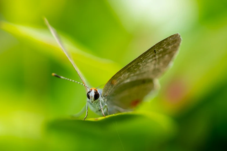 a brown insect sits on a green plant