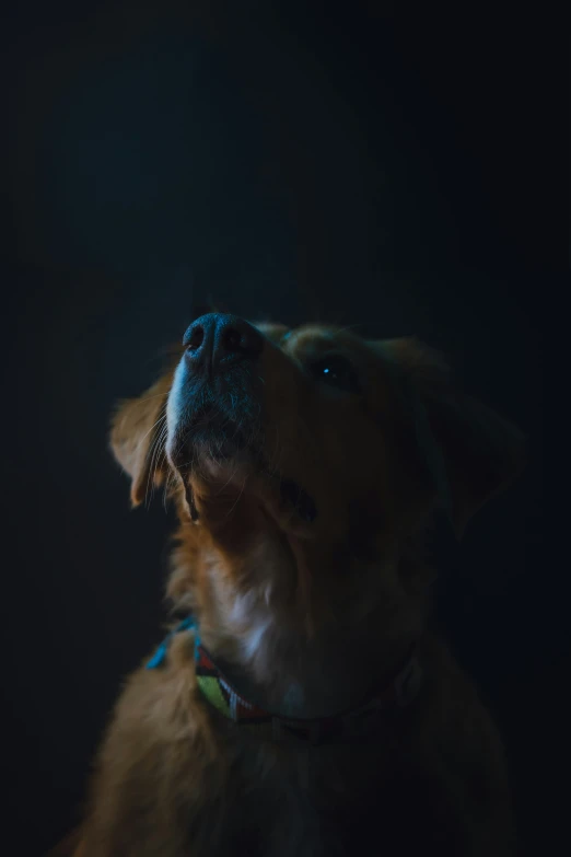 a dog is staring into the dark with his mouth open