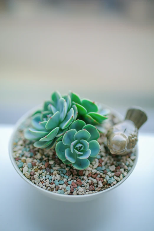 a little plant is growing out of a bowl