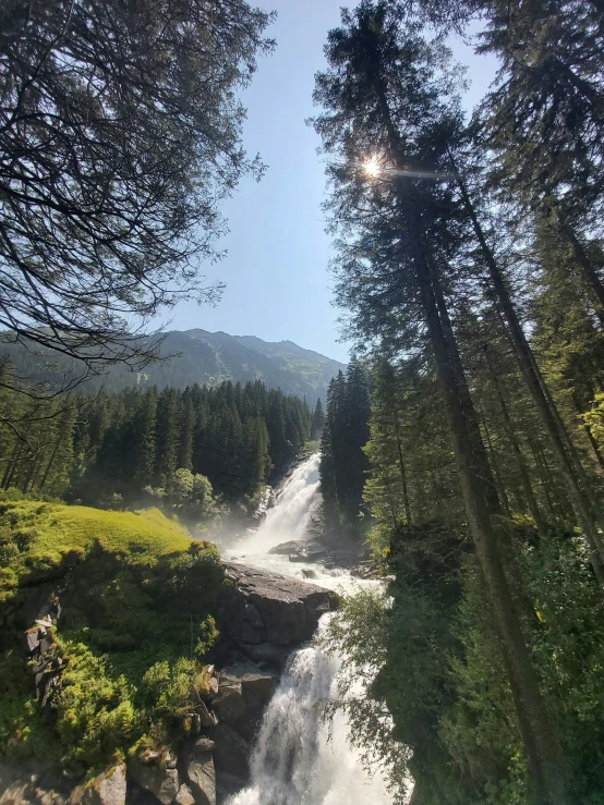 the forest has lots of trees with sun coming from behind