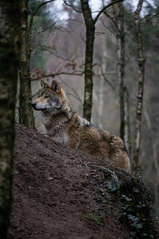 a wolf laying on the side of a muddy hill