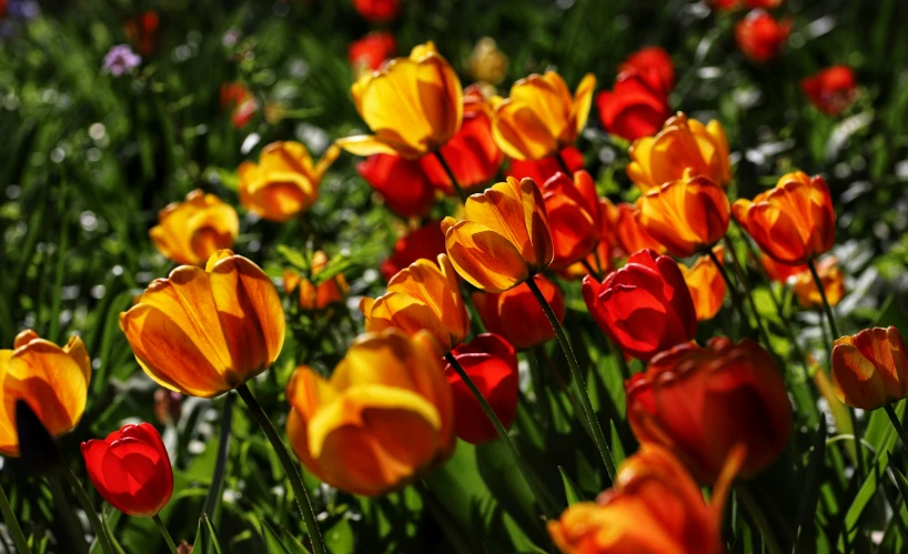 several orange and yellow flowers are growing together