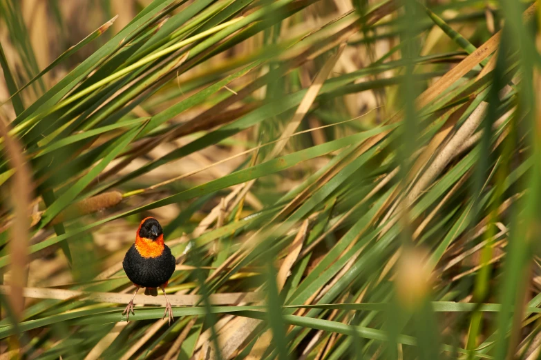 a small bird perched on top of a leafy plant