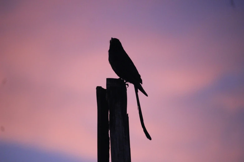 a bird perched on top of a wooden pole