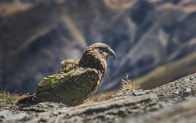 an owl is sitting in the desert area