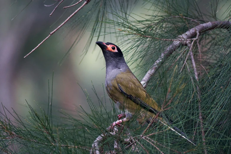 a bird sitting in a tree nch with the red eye