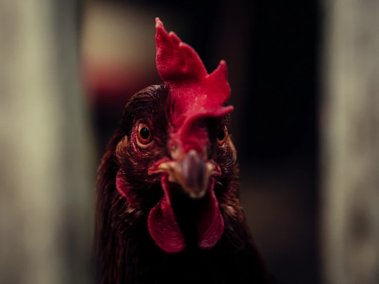 a brown and red chicken with a large head