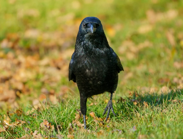 a black bird standing on the grass with its head looking down
