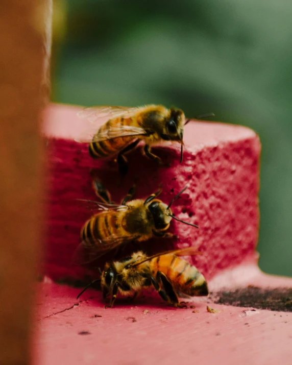 two bees on a pink cake are facing each other