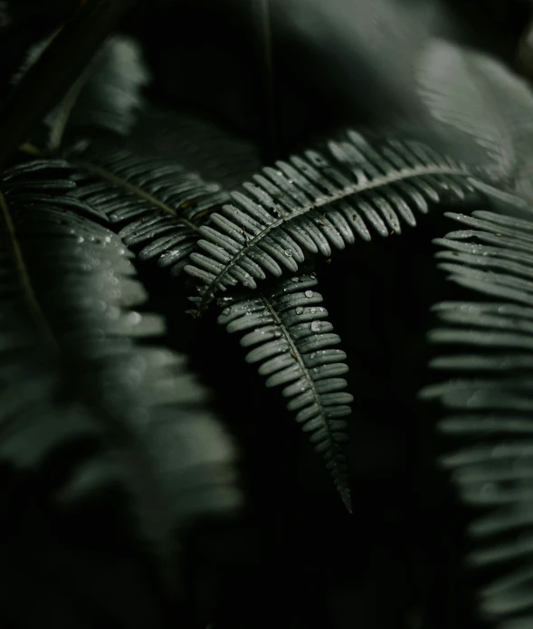 a fern plant has its leaves growing all around