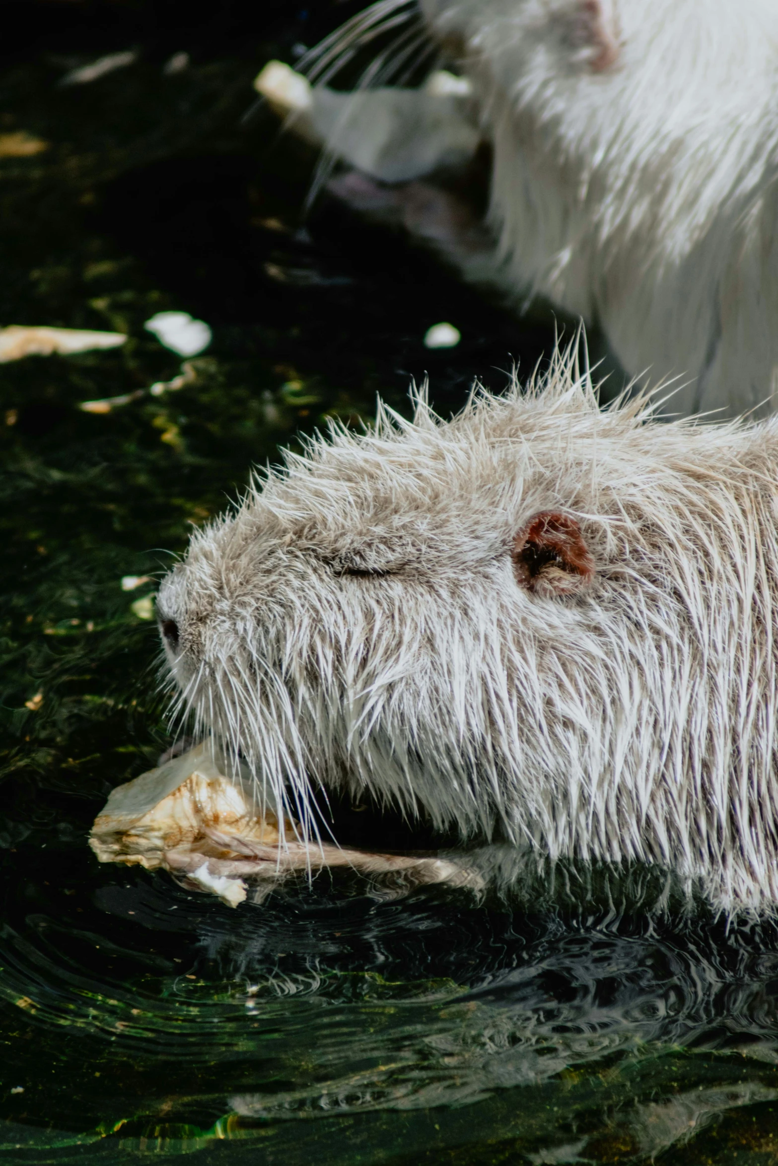 a furry animal in a pool next to another animal