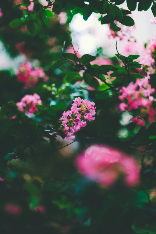 flowers with a blurry background that is great for any type of image