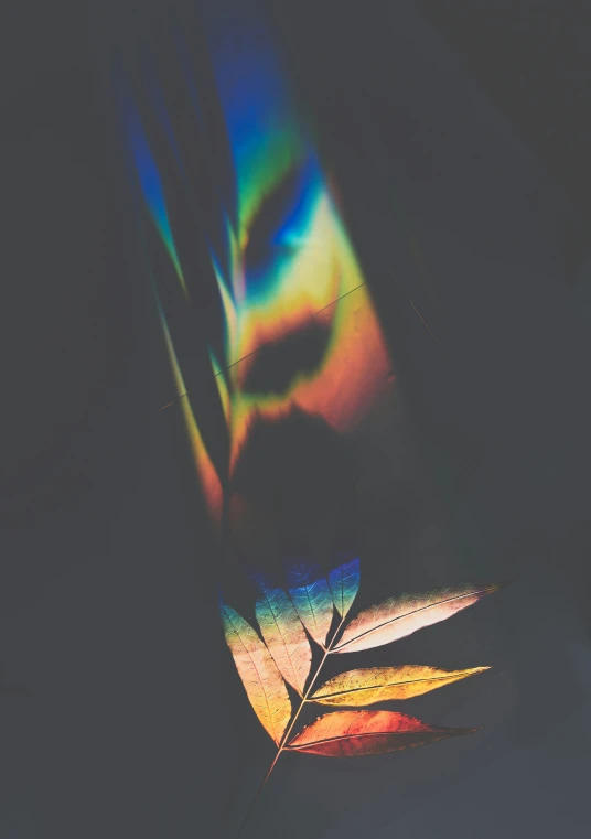 a colorful leaf on a white table with a dark background