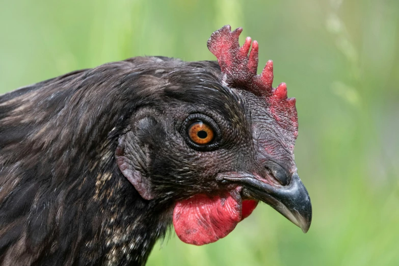 black rooster with red comb and orange eyes looking straight ahead