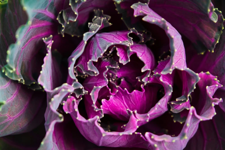 a close up view of a purple flower