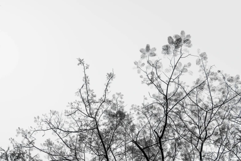 a black and white image of trees on a cloudy day