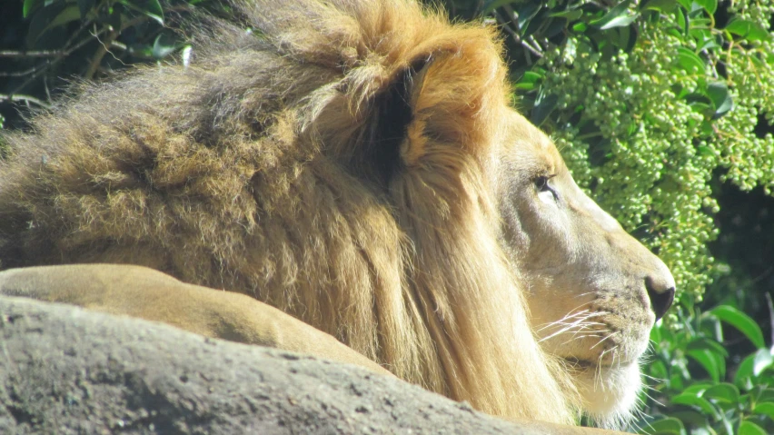 closeup of a lion resting on a stone with greenery in the background