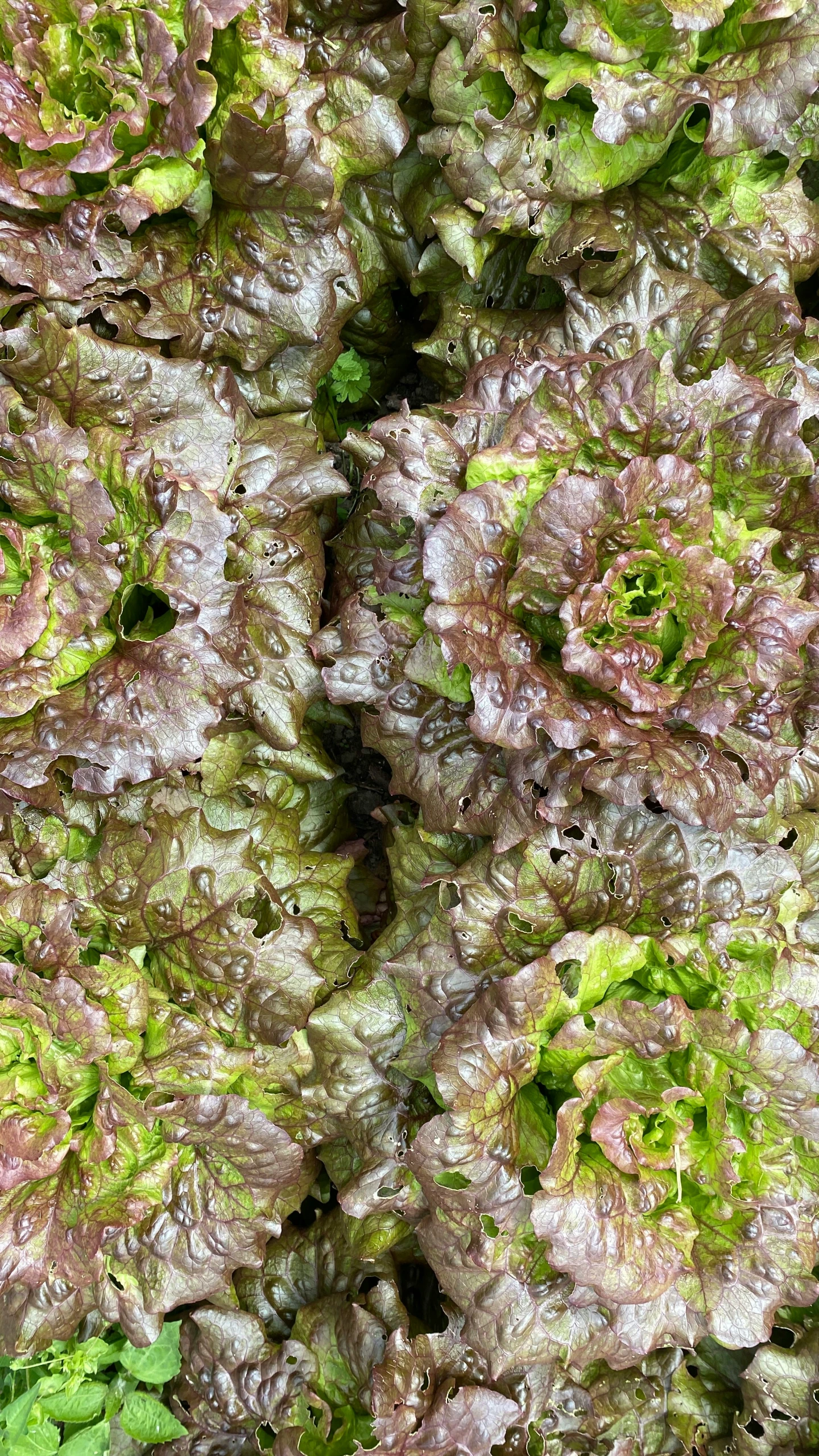 a background of some purple and green lettuce
