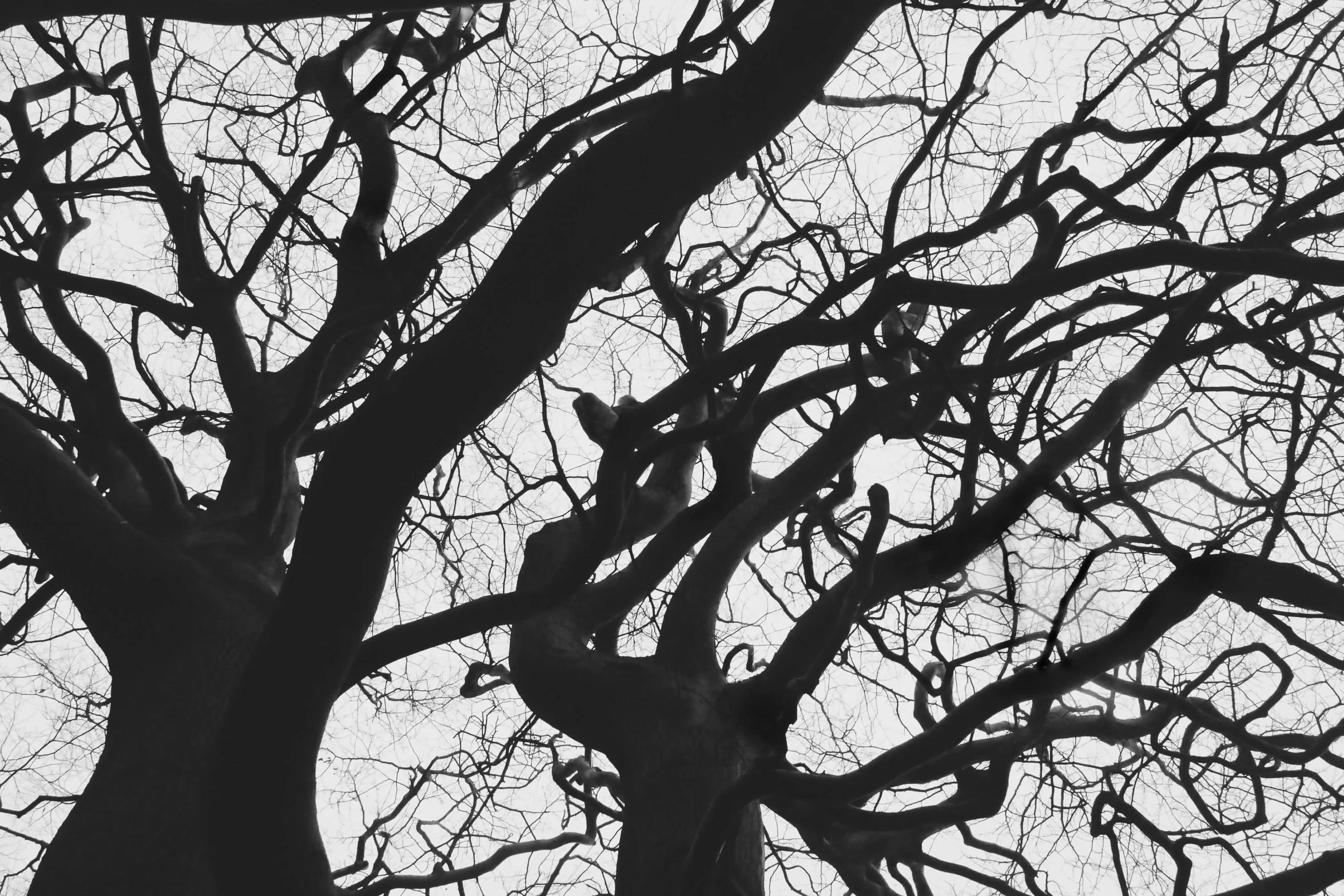 an image of some trees without leaves that is not leafless