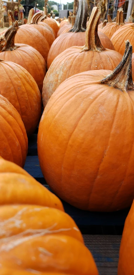 a closeup of a bunch of orange pumpkins