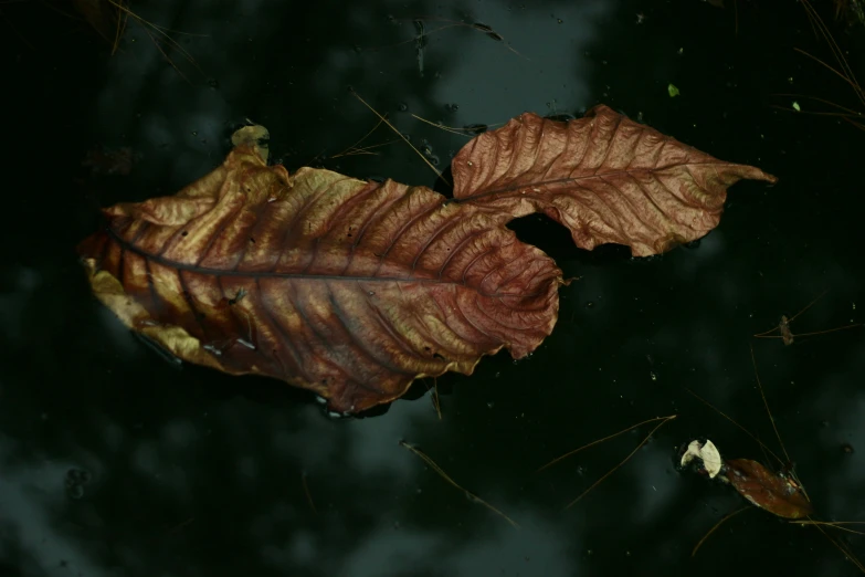 two brown and white leaves floating on the water