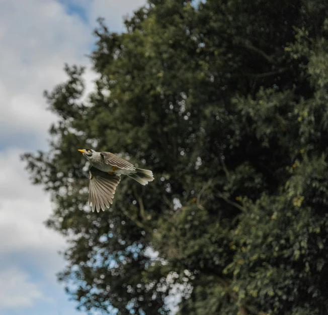 a bird is flying next to trees and a fence