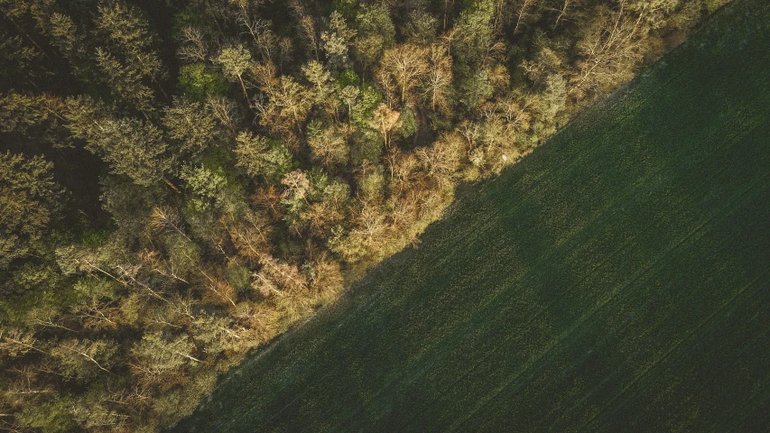 an aerial s of trees and shrubs in the woods