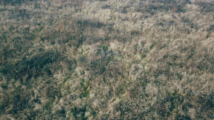 an image of a very pretty looking field