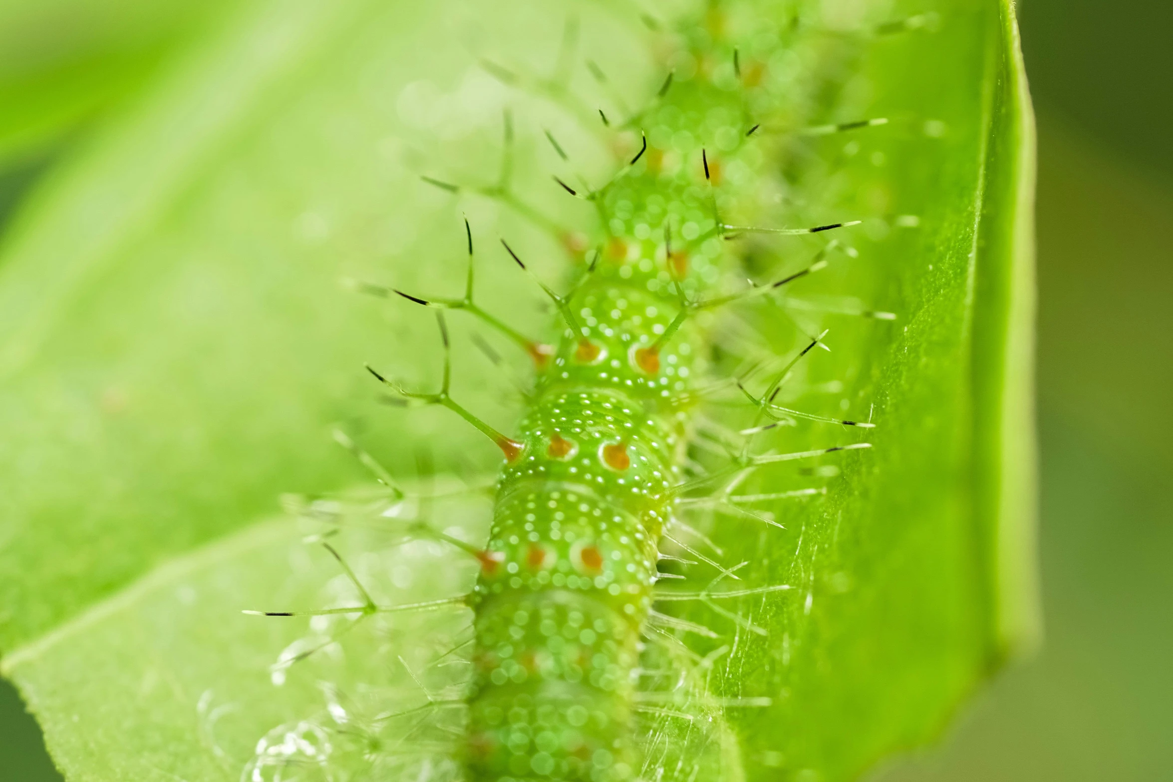 a green caterpillar resting on a leaf