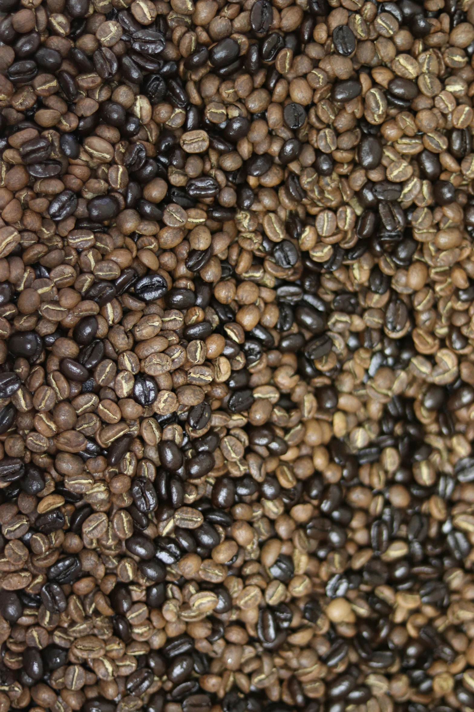 a po of some coffee beans, showing the many colors and sizes