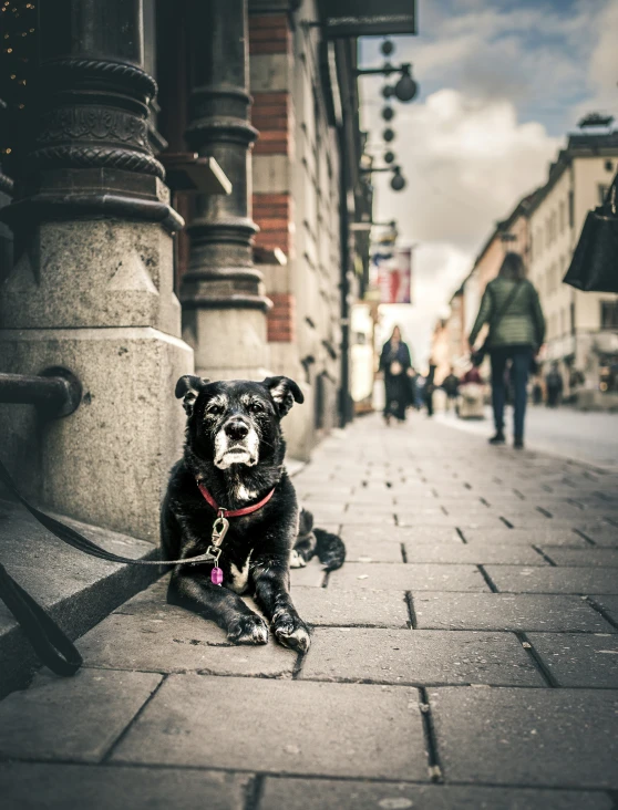 a dog sitting on the ground in the middle of an alley