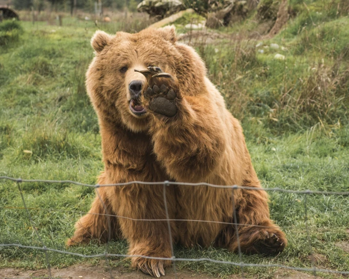 a large bear is standing behind a fence