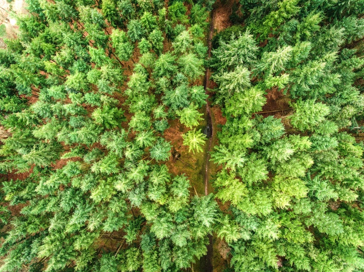 an aerial view of the ground in a forest