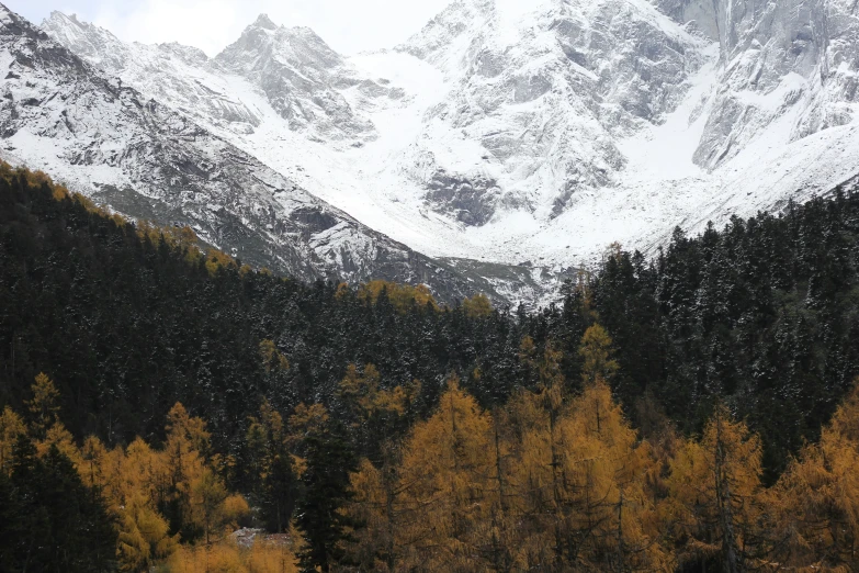 some brown trees and mountains in a snow covered area