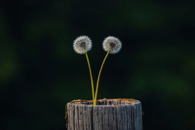 two dandelions are sticking out of a wooden box