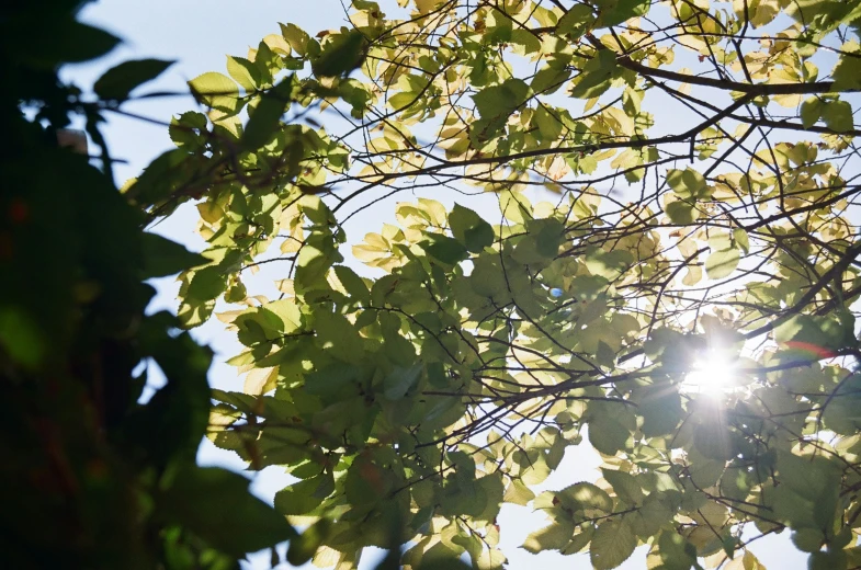 the sun shining through leaves on a tree