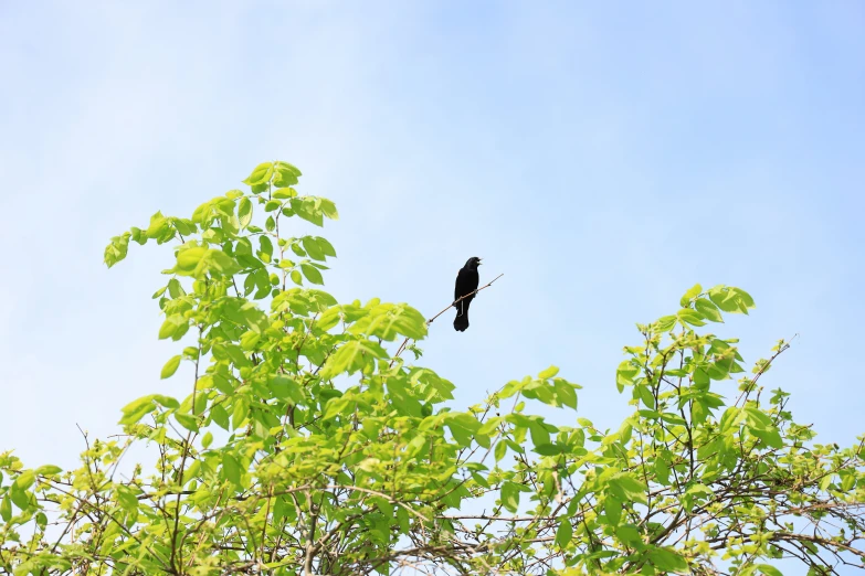 a black bird is sitting in the nches of a tree