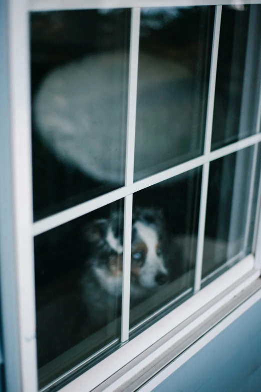 a dog is looking through the window, through which a pillow rests