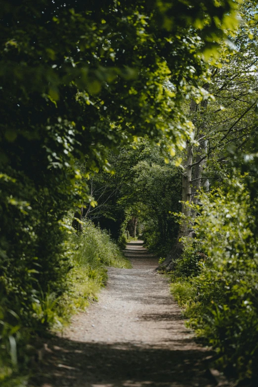 an image of a path that is between some trees