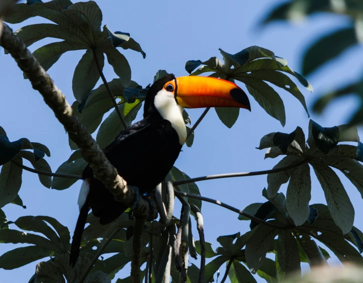 a large bird with a bright orange beak perches on a tree nch