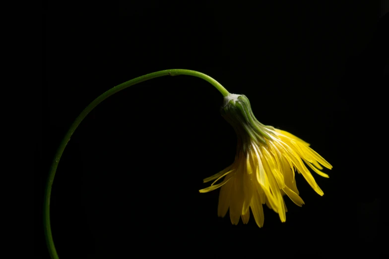 a close up po of the back end of a flower