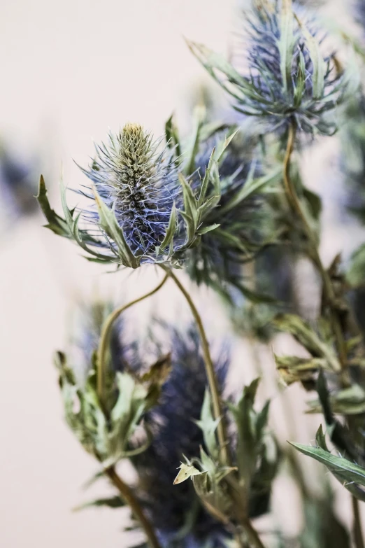 an old pograph of blue flowers and foliage