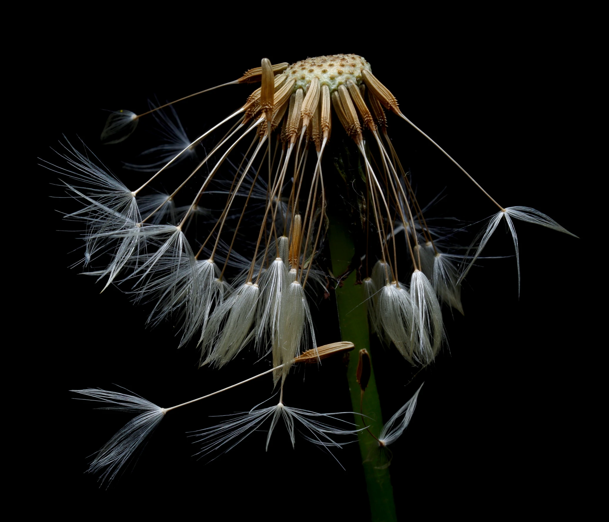 a close up of two small flowers with lots of leaves