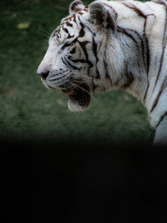 a white tiger yawns as it stares