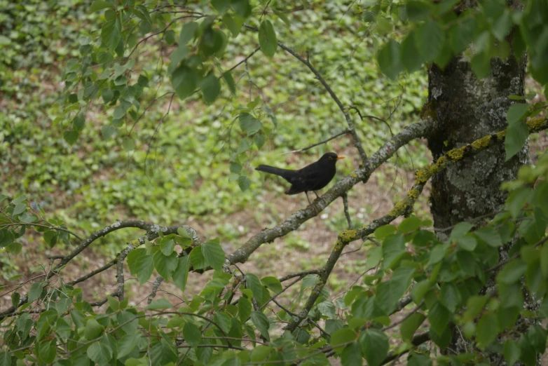 a bird is standing in the nches of a tree