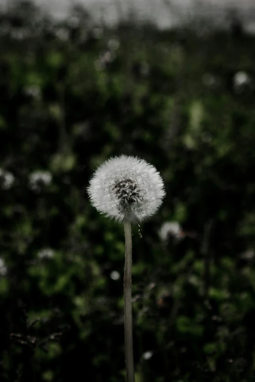 a plant that has dandelions growing on it