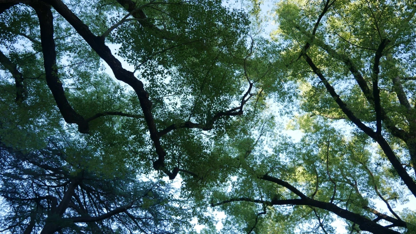 the green canopy of trees and other nches