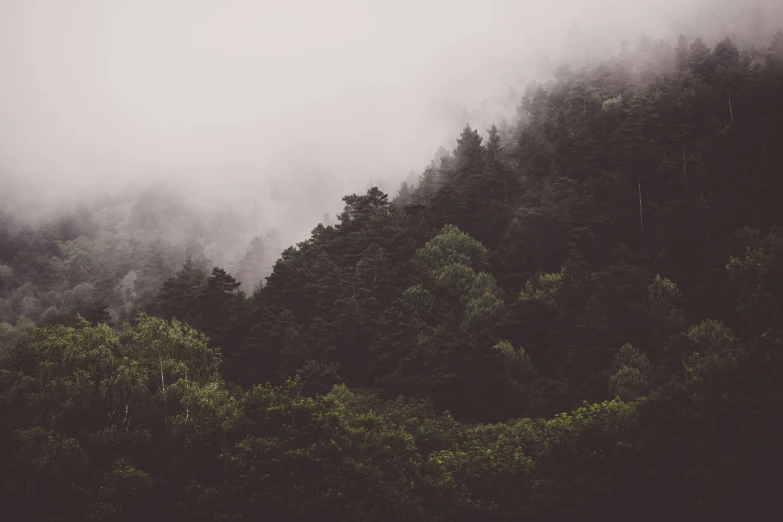 fog covered hillside with tall tree tops and green trees