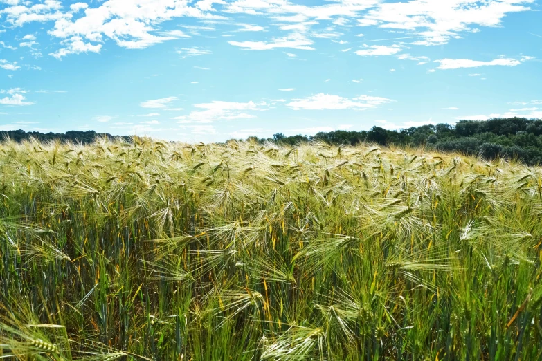 an open field with many different plants in it