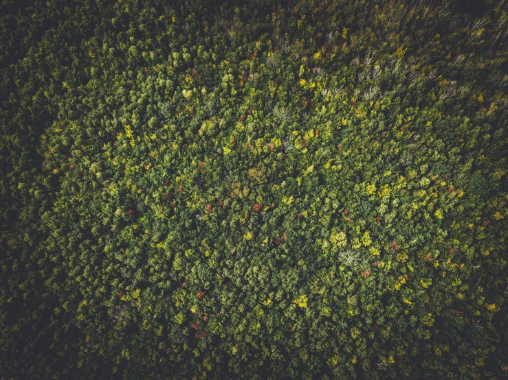 an aerial view of leaves and flowers from above